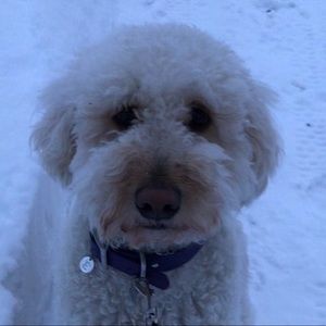 Meet your Posher, Rachael